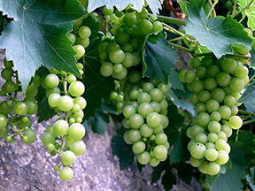 Image of grapes for Praise From Reviewers section for Noelle Sickel's books